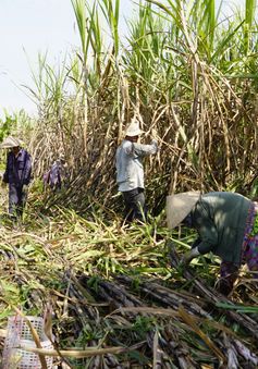 Nông dân trồng mía Hậu Giang gặp khó