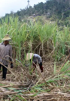 Liên tiếp nhiều vụ "mía đắng", nông dân tìm hướng đi mới