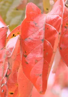 Ngỡ ngàng mùa lá đỏ trên phố núi Đà Lạt