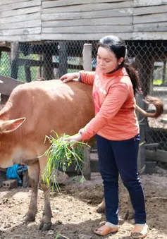 Trà Vinh phát sinh dịch lở mồm long móng trên gia súc