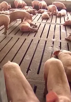 Thỏa thuận thương mại Mỹ  - Trung giai đoạn 1: "Tháo ngòi nổ" để tiến tới thỏa thuận toàn diện