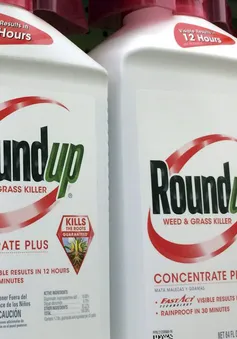 Australia xử vụ kiện Monsanto về thuốc diệt cỏ gây ung thư