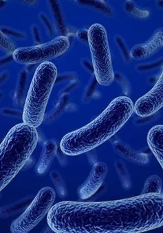 Trò chuyện cùng Dr.ANH: Vai trò của lợi khuẩn Bacillus với sức khỏe con người