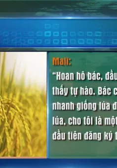 Hợp chất đắt hơn vàng 30 nghìn lần được tìm thấy từ cây lúa