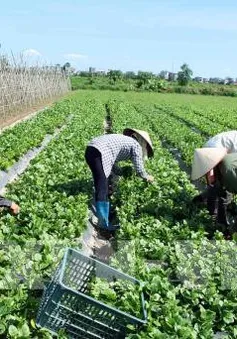 Mô hình hợp tác - Điểm sáng về kinh tế nông nghiệp