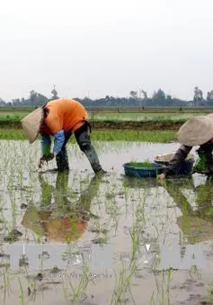 Khẩn trương cấy lúa Xuân xong trước ngày 28/2