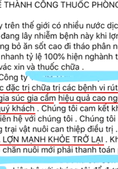 Cảnh giác chiêu quảng cáo chữa được dịch tả lợn châu Phi