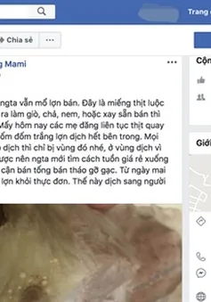 Bị phạt 20 triệu đồng do tung tin sai trên Facebook về dịch tả lợn châu Phi