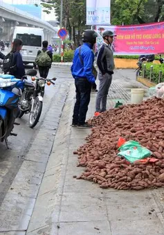 Thông tin khoai lang có chất kích thích tăng trưởng - Không có cơ sở khoa học