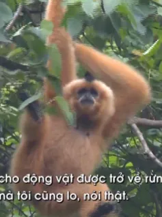 Hành trình đưa linh trưởng trở lại tự nhiên