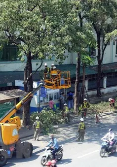 Hà Nội: Cắt sửa hơn 20.000 cây nguy hiểm trước mùa mưa bão