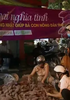 Chung tay hỗ trợ tiêu thụ khoai lang cho nông dân