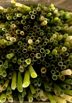 Ống hút cỏ bàng: Giải pháp 3T cho vấn nạn ống hút nhựa dùng 1 lần