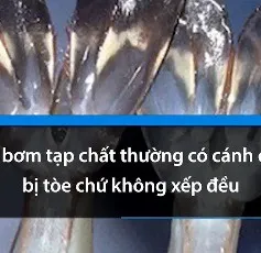 Cách phân biệt tôm bơm tạp chất và tôm sạch