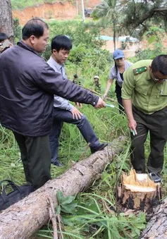 Lâm Đồng: 90.000ha rừng bị chặt phá trong hơn 5 năm trở lại đây