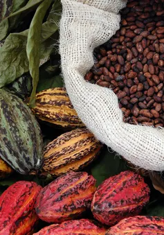 Sản lượng cacao toàn cầu tăng kỷ lục