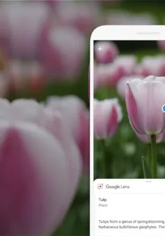 Google Lens cập nhật bộ lọc ảnh mới trên Android và iOS