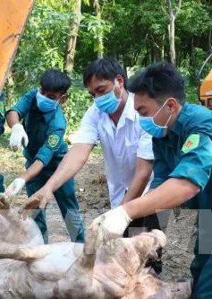 Xuất hiện ổ dịch tả lợn châu Phi đầu tiên ở Đăk Lăk