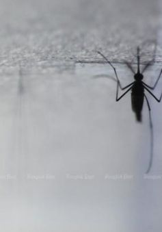 Thái Lan tích cực kiểm soát dịch sốt Chikungunya lây truyền qua muỗi