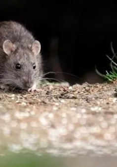 Một phụ nữ Mỹ tử vong nghi do nhiễm virus từ chuột