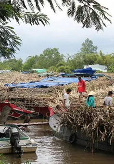 Hậu Giang: Mía dư thừa vì nhà máy đường đóng cửa