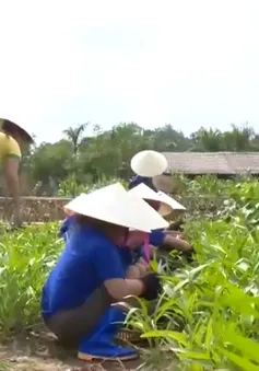 Mô hình du lịch trải nghiệm trang trại