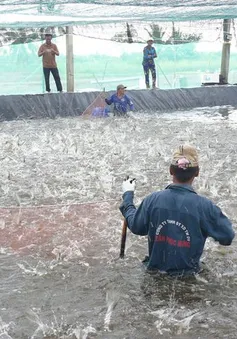 Người nuôi tôm Bạc Liêu phấn khởi vì có điện