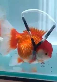 Xe lăn dành riêng cho cá vàng