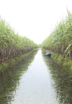 Nông dân Hậu Giang lo lắng vì nhà máy đường đóng cửa