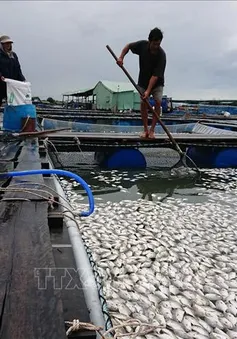 Vũng Tàu: Nghi nhà máy xả thải làm cá chết, người dân yêu cầu xét nghiệm mẫu nước