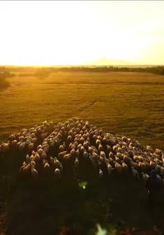 Buổi sáng trên cánh đồng cừu