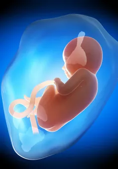 Vai trò của nước ối đối với sự phát triển của thai nhi
