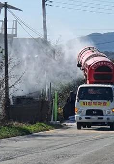 Hàn Quốc cấm nhập khẩu thịt gia cầm từ Hà Lan do bùng phát dịch cúm