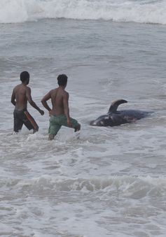 Sri Lanka cứu hộ hàng trăm con cá voi hoa tiêu mắc cạn