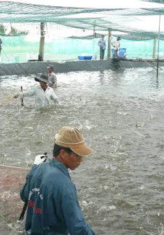Bạc Liêu tập trung tìm đầu ra cho người nuôi tôm