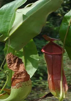 Cây nắp ấm - thuốc lợi tiểu, trị phù thũng