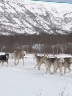 Cuộc thi chó kéo xe trượt tuyết ở Kamchatka, Nga