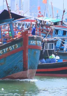Ngư dân bị nợ tiền - hệ lụy khi xuất khẩu cá ngừ gặp ách tắc