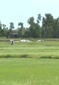 Hà Tĩnh hàng trăm ha lúa bị bệnh đạo ôn