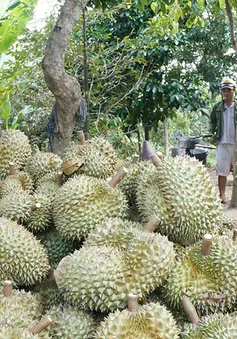 Thiếu hụt nguồn cung, giá sầu riêng tăng cao