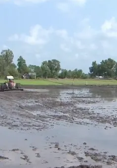 Hậu Giang xuống giống hơn 24.000ha lúa Hè Thu