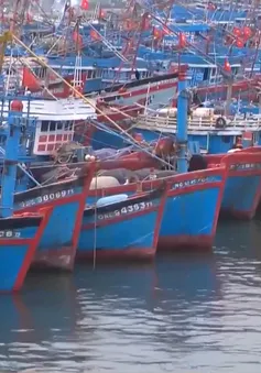 Đà Nẵng: 541 tàu cá đủ điều kiện hưởng bảo hiểm theo nghị định 67