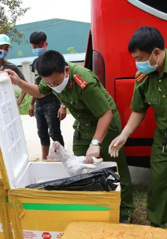 Hà Tĩnh bắt vụ vận chuyển 2,4 tấn sản phẩm động vật bốc mùi hôi thối