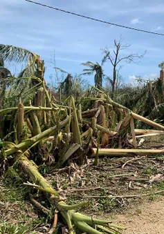 Bão Harold đổ bộ vào Fiji