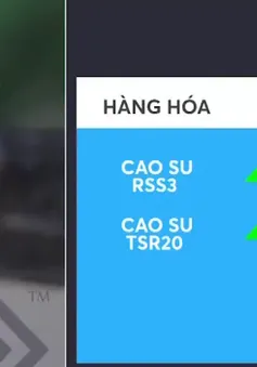 Giá cao su đồng loạt tăng