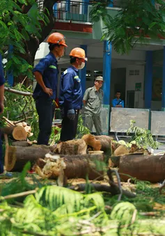 Vụ cây phượng đổ làm chết học sinh: Sở GD&ĐT TP.HCM ra công văn khẩn