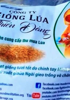 Giống lúa Thiên Đàng không nằm trong danh mục cho phép