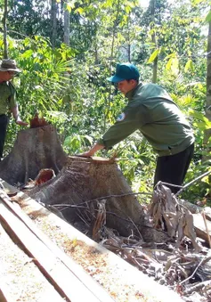 Phú Yên: Điều tra các đối tượng ngang nhiên mở đường để phá rừng