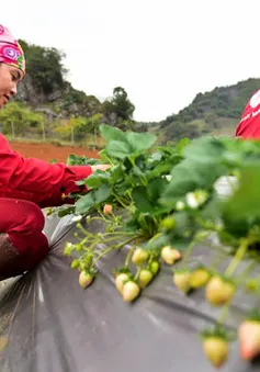 Dâu tây Mộc Châu chinh phục người dùng