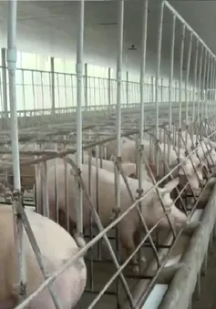 Nhà cung cấp thịt heo giảm lợi nhuận do hụt nguồn cung heo hơi